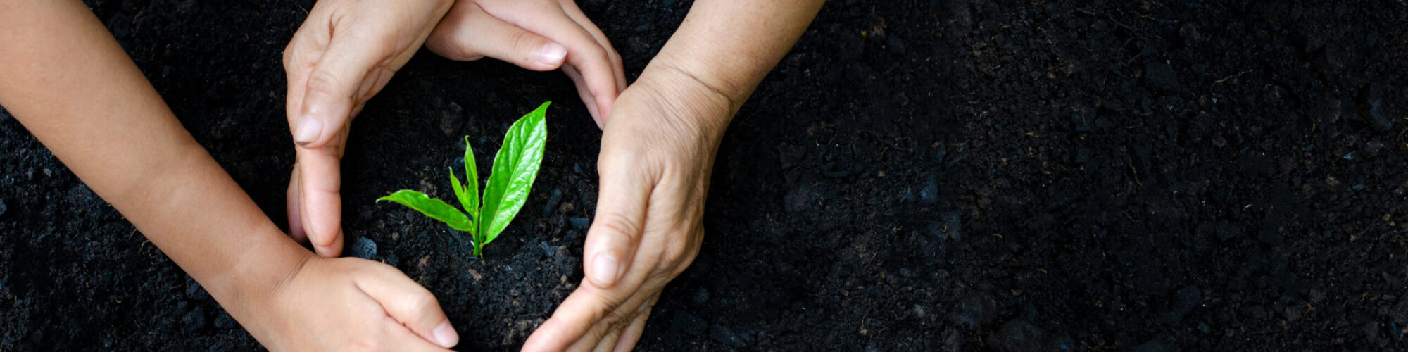 CSR environment Earth Day In the hands of trees growing seedlings. Bokeh green Background Female hand holding tree on nature field grass Forest conservation concept